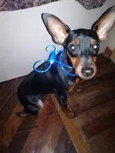 Alta calidad 1 Uds Multi-color LED Collar de perro ajustable mascota de seguridad nocturna Collar luminoso luz perro brillante Collar Correa