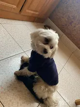 Ropa de perro de moda ropa de invierno para perros pequeños perros mediano chaqueta de abrigo Chihuahua ropa para mascotas para pequeño mediano perros Carlino