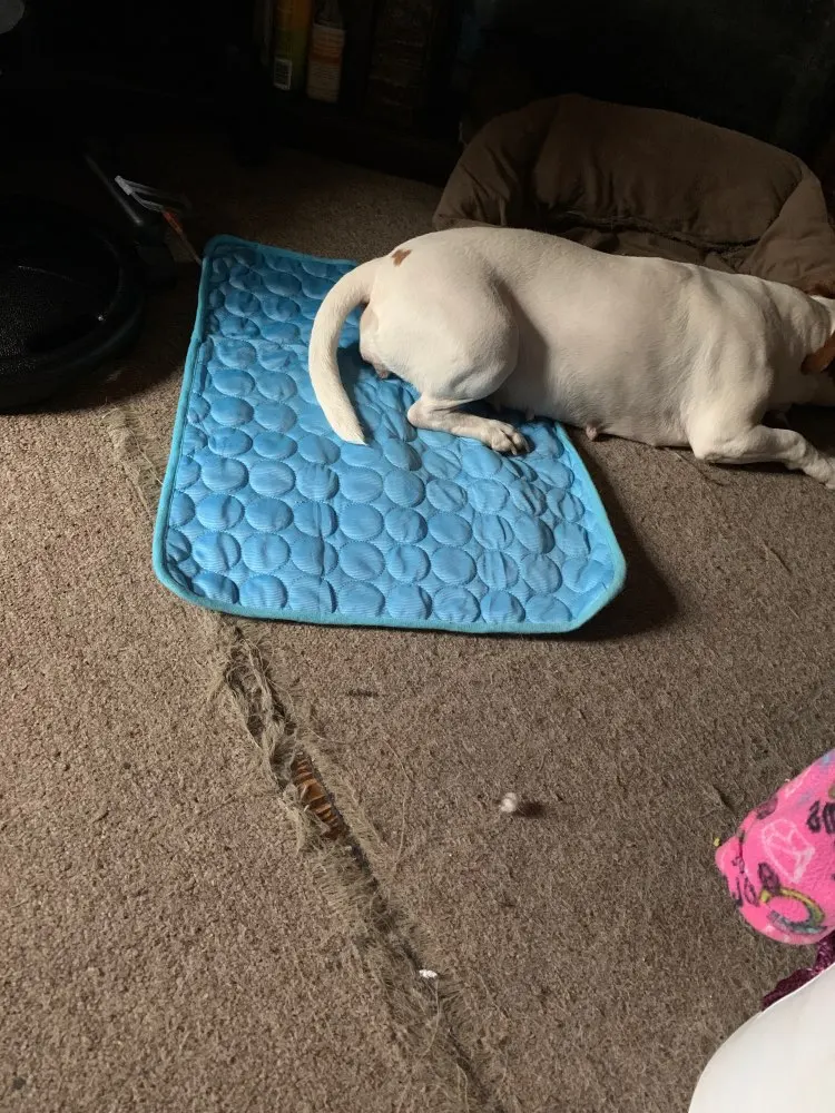 DogMEGA Cool Mat for Dogs | Cooling Dog Bed | Cooling Blanket for Dogs photo review