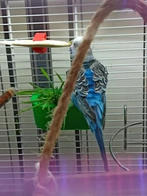 De acero inoxidable de conejos de hierba rata Hamster colgando Rack dispensador de comida alimentador de conejo comedero Hay suministro de juguetes para mascotas