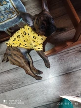 Warm Dog Sweatshirt Puppy-Clothes Dog-Costume Soft-Fleece Chihuahua Winter Yorkshire