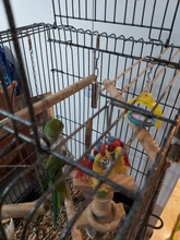 Loro juguete creativo mordedura divertida resistente al colgando juguete divertido de pájaro de acero colgante masticar morder Swing loro de juguete