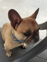 Perro Collar de hueso de cuero Durable mascotas accesorios cuello Collar de correa para perro cachorro Pug collares de perros grandes