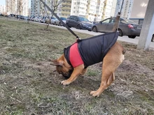 Vest Jacket Pets-Clothing Pug-Coat Puppy Dogs French Bulldog Waterproof Small Winter