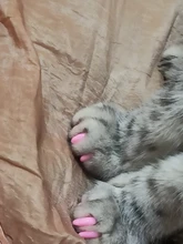 Tapas coloridas para uñas de gato, 20 unids/lote con pegamento adhesivo gratis, talla XS S M LGift para mascotas