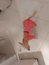 Coat Dress Teddy Poodle-Clothes Puppy Small-Pet Dog Winter Autumn with Letter Bowknot