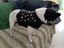 Vest Dog-Harness Dogs-Clothes Yorkshire Padded Puppy Chihuahua Warm Cool for Small Cats