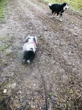 Correa de nailon para perros medianos y grandes, cordón redondo de seguimiento largo, para entrenamiento al aire libre, para caminar, 5M/10M/15M