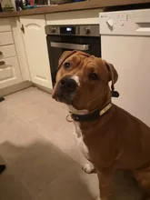 Pawstrip grabado Collar de perros de piel sintética Etiqueta de mascota Collar para perros Bulldog francés Pitbull, perro grande Collar de cachorro.