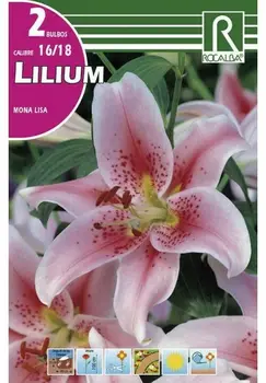 

Flowers bulbs LILIUM MONA LISA-soft lilac, red dots spring bulbs