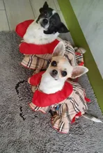 Dress Costume Dog-Puppy-Clothes PET PETCIRCLE Small Dog Classic Check Fit Pet-Cat All-Seasons