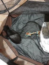 Caseta portátil de exteriores para mascotas, casa para perros, gatos grandes y pequeños, corral de juego plegable para interiores, jaula para sala de partos