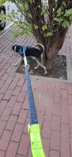 Reflective Leash Traction-Rope Running-Belt Pet-Dog Elastic-Hands Metal Jogging New Pull