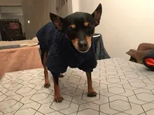 Ropa para perros de lana y Chihuahua, Ropa de invierno para mascotas pequeñas y medianas