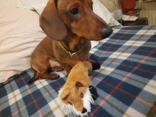 Peluche suave de cebra con sonido de tigre para mascotas, juguete para mascotas