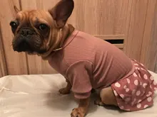 Dog-Dress Dogs-Skirt Yorkshire Summer Chihuahau Dot 