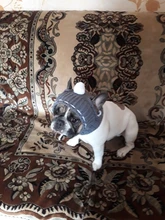 Pet-Hats Dog-Cap Dog-Accessories French Bulldog Small-Dogs Christmas Ball-Headwear Winter