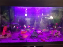 Luz RGB para acuario, lámpara de buceo con control remoto de 18-59cm, lámpara colorida de 90-260v, para plantas, pecera, uso con anfibios esenciales