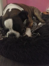 Mascota grande perrera Fuzzy felpa redonda gato cama casa larga suave perro de peluche cama nido de invierno cálido gato durmiendo alfombrilla cama para mascotas gato de casa