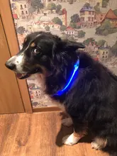 Collar con brillo luminoso para perro, gargantilla con luz led recargable, nocturna e intermitente, con iluminación de seguridad y carga usb para mascota