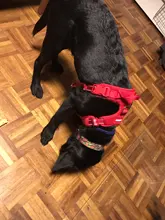 Adjustable Harness Dog-Accessories No-Pull-Vest Truelove Large Padded Pet-Dog Outdoor-Sport