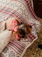 Coat Dress Teddy Poodle-Clothes Puppy Small-Pet Dog Winter Autumn with Letter Bowknot