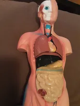 Torso humano cuerpo modelo de anatomía, anatómico médico los órganos internos para la enseñanza Dropshipping. Exclusivo.