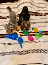 Squeaky Toy Cleaning-Toys Puppy-Rubber Dog-Play-Balls Molar Pet-Chew Tooth Bite-Resistant