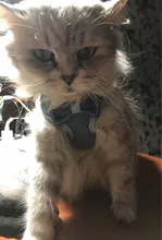 Breakaway Cat Collar Cute Bow Vests Cat Harness and Leash Cat Product Cat Accessories