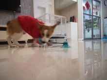 Juguetes para perros, ventosa de silicona, Bola de empuje para morder, limpieza de dientes, cepillo de dientes para comida de alimentación, juguetes para perros, venta al por mayor