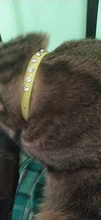 Puppy-Neck-Strap Cat-Collar Kitten-Accessories Rhinestone Luxury Small Rivet 