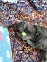 Teeth Grinding Catnip Toys Funny Interactive Plush Cat Toy Pet Kitten Chewing Vocal Toy