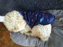 Pet Dog Winter Coat Small Dog Clothes Warm Dog Jacket Puppy Outfit Dog Coat Chihuahua