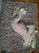 Bed-Mat Cushion Pet-Blanket Home-Rug Fleece-Pad Sleeping-Cover Cat Sofa Puppy Dog Soft-Flannel