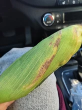 Hueso de carne forma de perro de mascota Squeaker Juguetes Para masticable para perros cachorro gato juguete accesorios de mascotas interesante Zabawki Dla Psa Kedi Malzemeleri