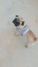Harness Leash-Set Vest Pet-Supplies Puppy-Chest-Strap for Small Medium Dogs-Cat Pug Chihuahua