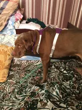 Harness Vest Belt Chest-Strap Dog-Training-Reflective Big-Dogs Adjustable Outdoor 