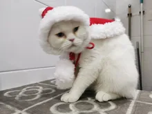 Pet Dog Cat Costume Christmas Antlers Hat Cloak Halloween Disguise Clothes For Cats Small