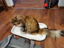 Dog-Carrier-Bags Airline Pet-Cat-Dog-Backpack Portable Cats Small Dog for Approved