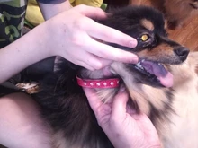 Dog-Collar Dogs Pink Customized Engraved Yorkies Chihuahua for Small