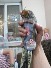 Pájaro loro pañal Cockatiel palomas mascota mediana grande aves traje de vuelo ropa mascotas pájaros heces bolsillo