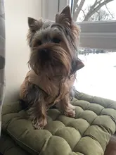 Pet-Vest Puppy-Outfit Dog-Jackets Bulldog Dogs Warm Fleece Winter Medium Large Windproof