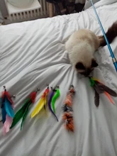 11 PCS Replacement Cat Feather Toy Set, Cat Feather Teaser Wand Toy for Kitten Cat Having