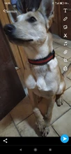 Dog-Personalized-Collar Cloth Reflective Metal Diving Collars Black Buckle Large Medium