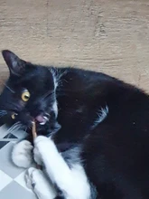 Cat Snacks Sticks Toothpaste-Stick Teeth-Molar Pet-Cat-Cleaning Natural Silvervine Fruit