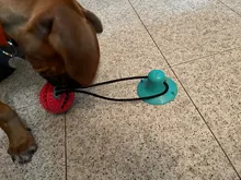 Juguetes de perro ventosa de silicona para perros de compañía Tug interactivo bola juguetes para mascotas masticar morder los dientes cepillo de limpieza de los perros Juguetes