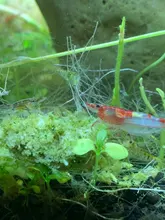 Fish-Tank Aquarium Shrimp Food Natural-Spinach Crystal Red 35g Mixed-Ingredient Hotest