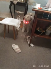 Collares de luz LED para perros de compañía, collares luminosos recargables y parpadeantes para perros de noche, Collar luminoso USB, decoración para el cuello que brillan en la oscuridad