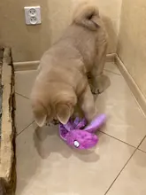 Juguete de peluche suave con 8 patas de pulpo para perros, juguete interactivo para jugar al aire libre, con sonido sonoro, juguete dental para masticar