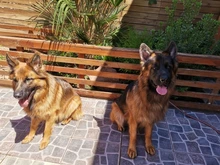 Dog-Training-Collar Vibration-Sound Shock Pet-Remote-Control Electric Waterproof 800m